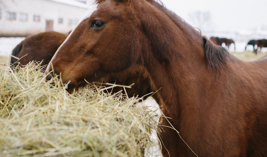 Winter Feeding Strategies: Keeping Your Animals Healthy Through the Cold Months