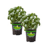 Bonnie Plants Sweet Basil (2 Pack)
