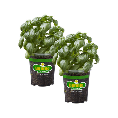 Bonnie Plants Sweet Basil (2 Pack)