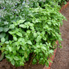 Bonnie Plants Sweet Basil (2 Pack)
