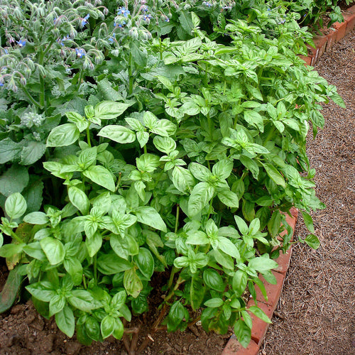 Bonnie Plants Sweet Basil (2 Pack)